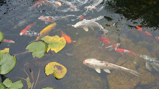 Feed Koi Fish